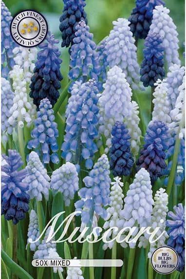 Pearl Hyacinth Mix 30-pakning